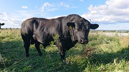 En otroligt muskulös tjur, snäll och trevlig som lämnade fina kalvar. Något lågställd, men mycket bredd i bringan.