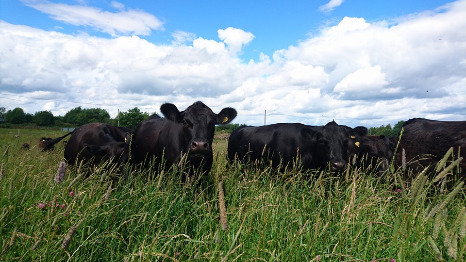 Högkvalitativt bete från Bältaregårdens regenerativa jordbruk